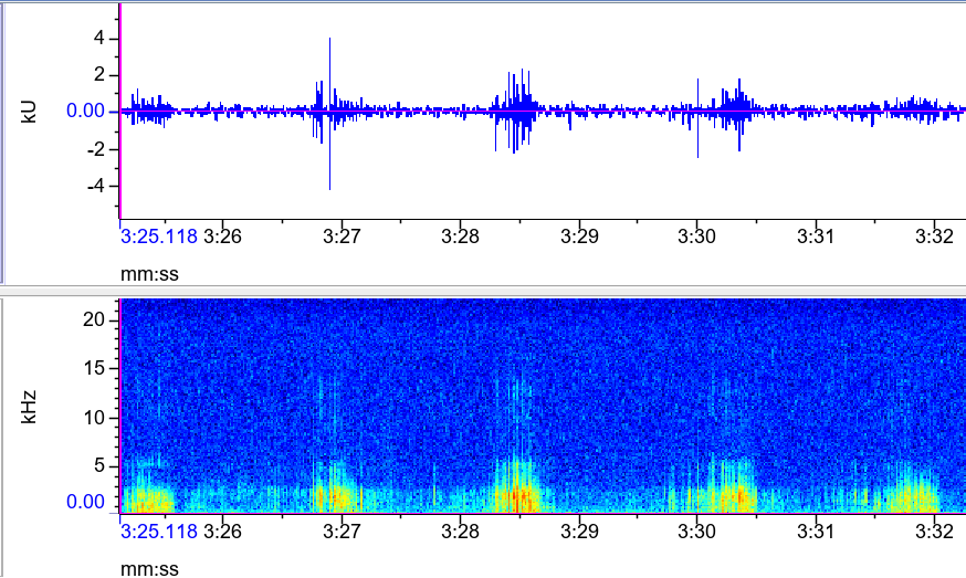 spectrogram of rasping limpet
